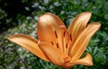 close up of a beautiful orange Tiger Lily Royalty Free Stock Photo