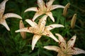 close up of a beautiful orange Tiger Lily Royalty Free Stock Photo