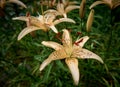 close up of a beautiful orange Tiger Lily Royalty Free Stock Photo