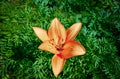 Close up of a beautiful orange Tiger Lily Royalty Free Stock Photo