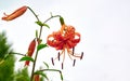 close up of a beautiful orange Tiger Lily Royalty Free Stock Photo