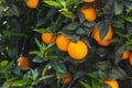 close-up beautiful orange tree