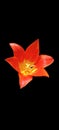 Close up of beautiful orange tulip on black background Royalty Free Stock Photo