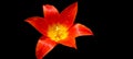 Close up of beautiful orange tulip on black background Royalty Free Stock Photo