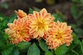 A close up of beautiful orange-yellow dahlietta flowers of the `Surprise Coby` variety. Little peachy colored dahlias