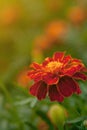 Close up of beautiful Orange yellow marigold flower, petals with gradients effect, Macro of marigold in flower bed sunny day Royalty Free Stock Photo