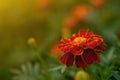 Close up of beautiful Orange yellow marigold flower, petals with gradients effect, Macro of marigold in flower bed sunny day Royalty Free Stock Photo