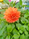 Close up of a beautiful Oranges dahlia Flower