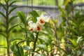 Close up beautiful orchid flower in garden with natural background. Royalty Free Stock Photo