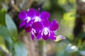 Closeup beautiful orchid flower Royalty Free Stock Photo