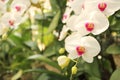 Close up of beautiful orchid flowers is blooming in the garden Royalty Free Stock Photo