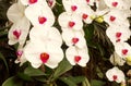 Close up of beautiful orchid flowers is blooming in the garden Royalty Free Stock Photo