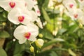 Close up of beautiful orchid flowers is blooming in the garden Royalty Free Stock Photo