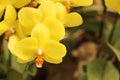 Close up of beautiful orchid flowers is blooming in the garden Royalty Free Stock Photo