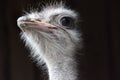 Close up of a beautiful ostrich looking.