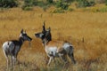 Wyoming- Close Up of Rare Wild Pronghorn Antelopes Royalty Free Stock Photo