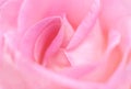 Close-up of a beautiful pale pink english rose. Symbol of love and romance