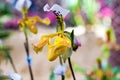 Close up of beautiful paphiopedilum orchid,paphiopedilum exul