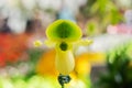 Close up of beautiful paphiopedilum orchid, Paphiopedilum primulinum