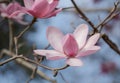 Close up of beautiful pink flowers of the Magnolia Campbellii tree, photographed in the RHS Wisley garden, Surrey UK.