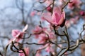 Close up of beautiful pink flowers of the Magnolia Campbellii tree, photographed in the RHS Wisley garden, Surrey UK.