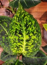 Close up of the beautiful pattern on Dieffenbachia Reflector leaf