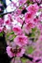 Close up beautiful peach flowers at Hanamomo no Sato,Iizaka Onsen,Fukushima,Japan