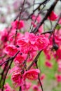 Close up beautiful peach flowers at Hanamomo no Sato,Iizaka Onsen,Fukushima,Japan