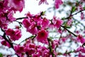 Close up beautiful peach flowers at Hanamomo no Sato,Iizaka Onsen,Fukushima,Japan