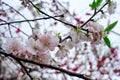 Close up beautiful peach flowers at Hanamomo no Sato,Iizaka Onsen,Fukushima,Japan