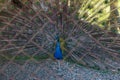 Close-up of a beautiful peacock, with a blossomed tail, in a cage in a zoo. Copy space. Background of peacock tail Royalty Free Stock Photo