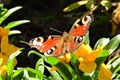 Close up of beautiful peacock butterfly sitting on yellow flowers Royalty Free Stock Photo