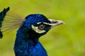 Close up on beautiful peacock head Royalty Free Stock Photo