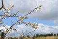 Close-up of Beautiful Pear Blossoms, Nature, Macro Royalty Free Stock Photo
