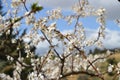 Close-up of Beautiful Pear Blossoms, Nature, Macro Royalty Free Stock Photo