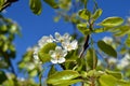 Close-up of Beautiful Pear Flowers, Nature, Macro