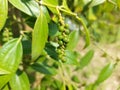 Close-up of beautiful pepper plants (pepper or sahang) in garden with blurred background.