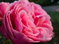 Close up of beautiful perfect full pink rose with dew drops on petals. Beautiful summer background Royalty Free Stock Photo