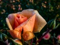 Close up of beautiful perfect peach colour rose with dew drops on petals. Beautiful golden hour background Royalty Free Stock Photo