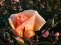 Close up of beautiful perfect peach colour rose with dew drops on petals. Beautiful summer background details Royalty Free Stock Photo