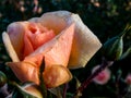 Close up of beautiful perfect peach colour rose with dew drops on petals. Beautiful summer background Royalty Free Stock Photo