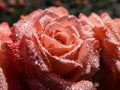 Close up of beautiful perfect pink rose with dew drops on petals early in the morning with bright sunlight. Detailed, round water Royalty Free Stock Photo