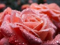 Close up of beautiful perfect pink rose with dew drops on petals early in the morning with bright sunlight. Detailed, round water Royalty Free Stock Photo