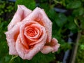 Close up of beautiful perfect pink rose with dew drops on petals. Beautiful summer background details Royalty Free Stock Photo