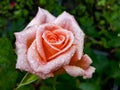 Close up of beautiful perfect pink rose with dew drops on petals. Beautiful summer background details Royalty Free Stock Photo