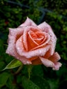 Close up of beautiful perfect pink rose with dew drops on petals. Beautiful summer background details Royalty Free Stock Photo