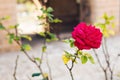 Close up of a beautiful and perfect pink rose in the garden Royalty Free Stock Photo