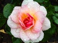 Close up of beautiful perfect pink and white rose covered with rain drops on petals. Beautiful summer background details Royalty Free Stock Photo