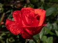 Close up of beautiful perfect red rose with dew drops on petals early in the morning with bright sunlight Royalty Free Stock Photo