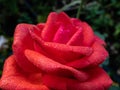 Close up of beautiful perfect red rose with dew drops on petals early in the morning with bright sunlight Royalty Free Stock Photo